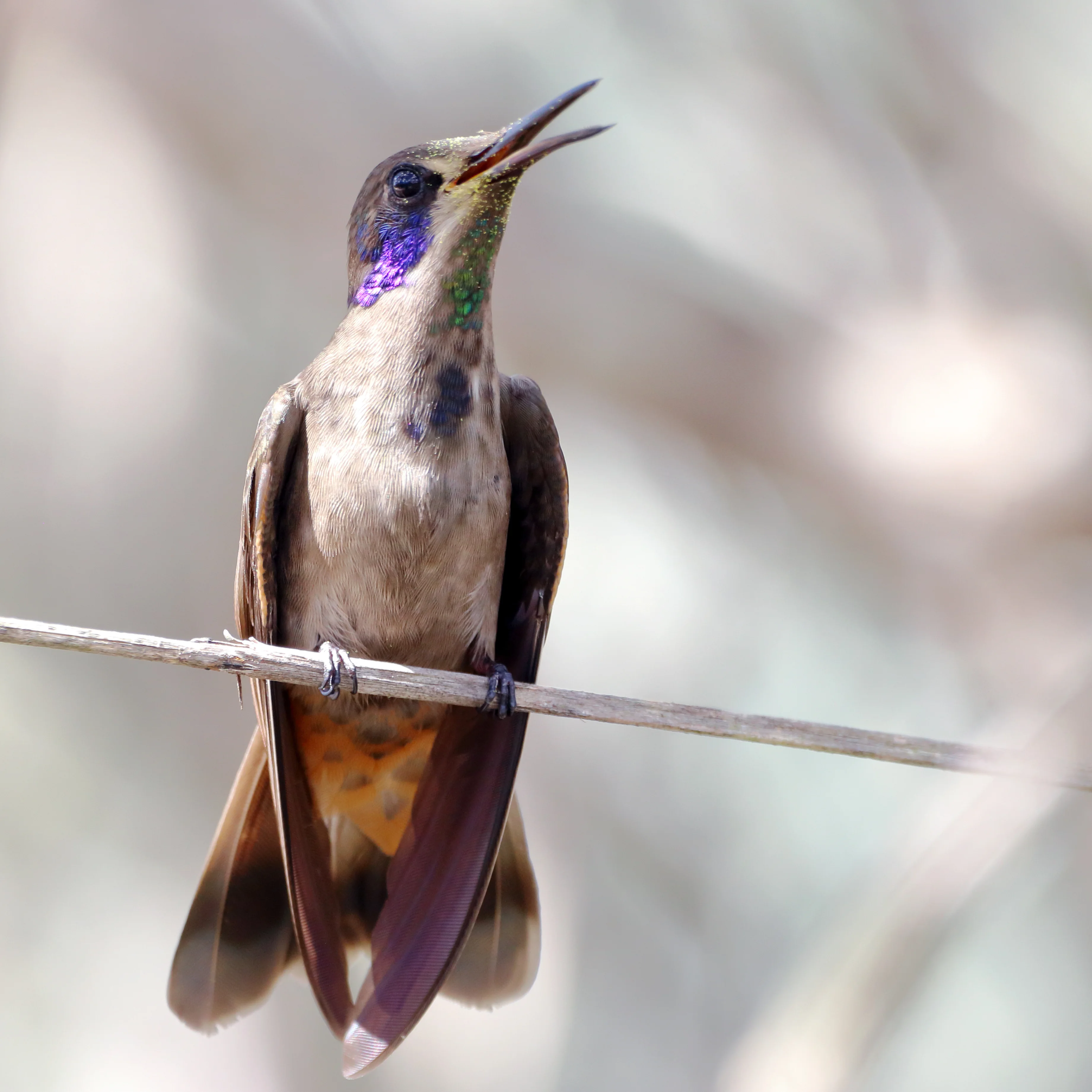 Ave da Chapada Diamantina para roteiro de birdwatching